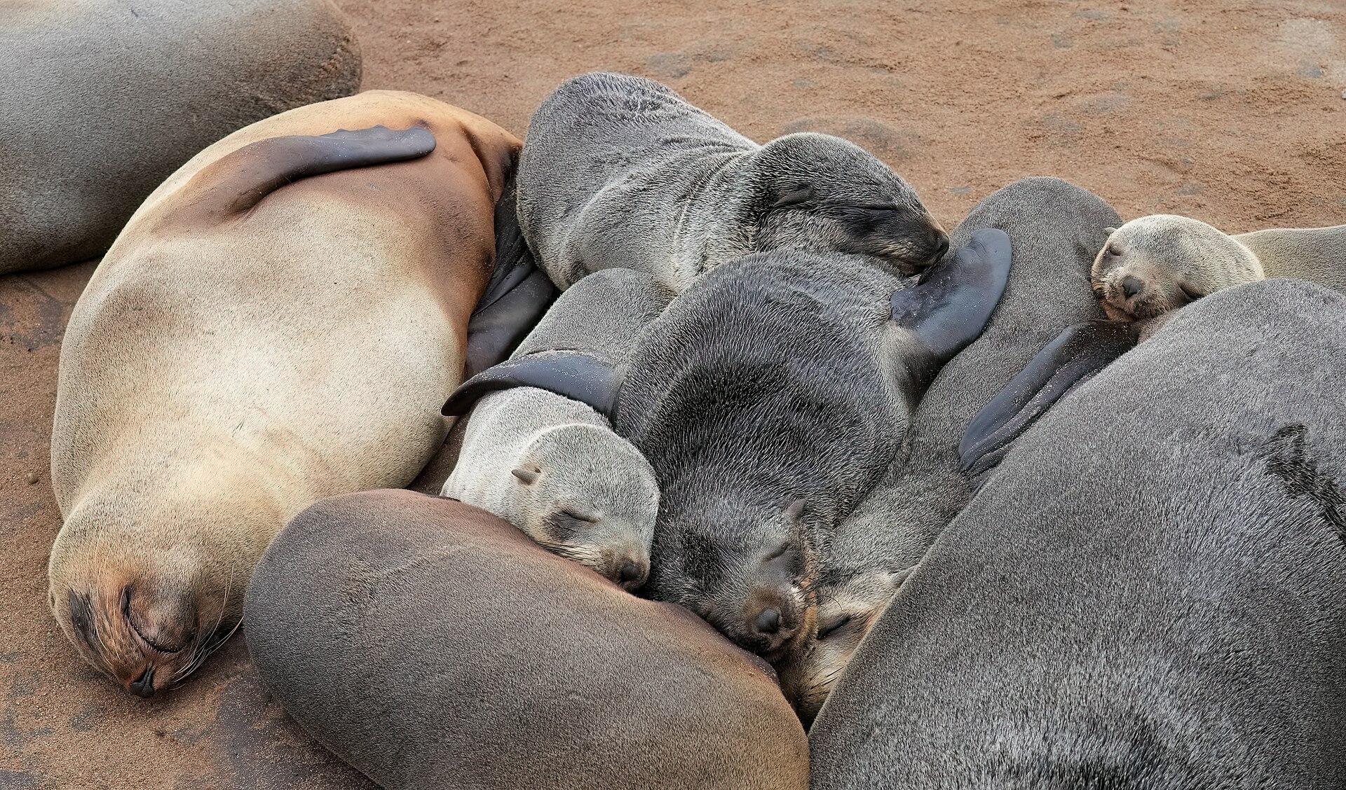 Cape fur seal adults and pups sleeping together on the sand at Cape Cross, Namibia